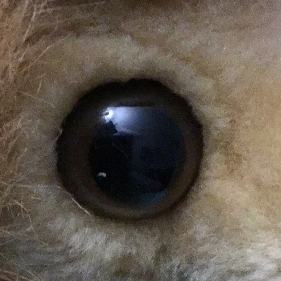 Vintage Chihuahua dog plush Taco Bell 9” - Picture 8 of 8